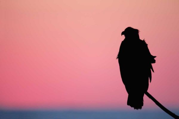 USA, Alaska, Homer Bald eagle resting on limb